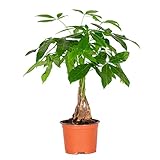 Pachira Aquatica, Árbol del dinero, plantas naturales de interior. Fácil de mantener.